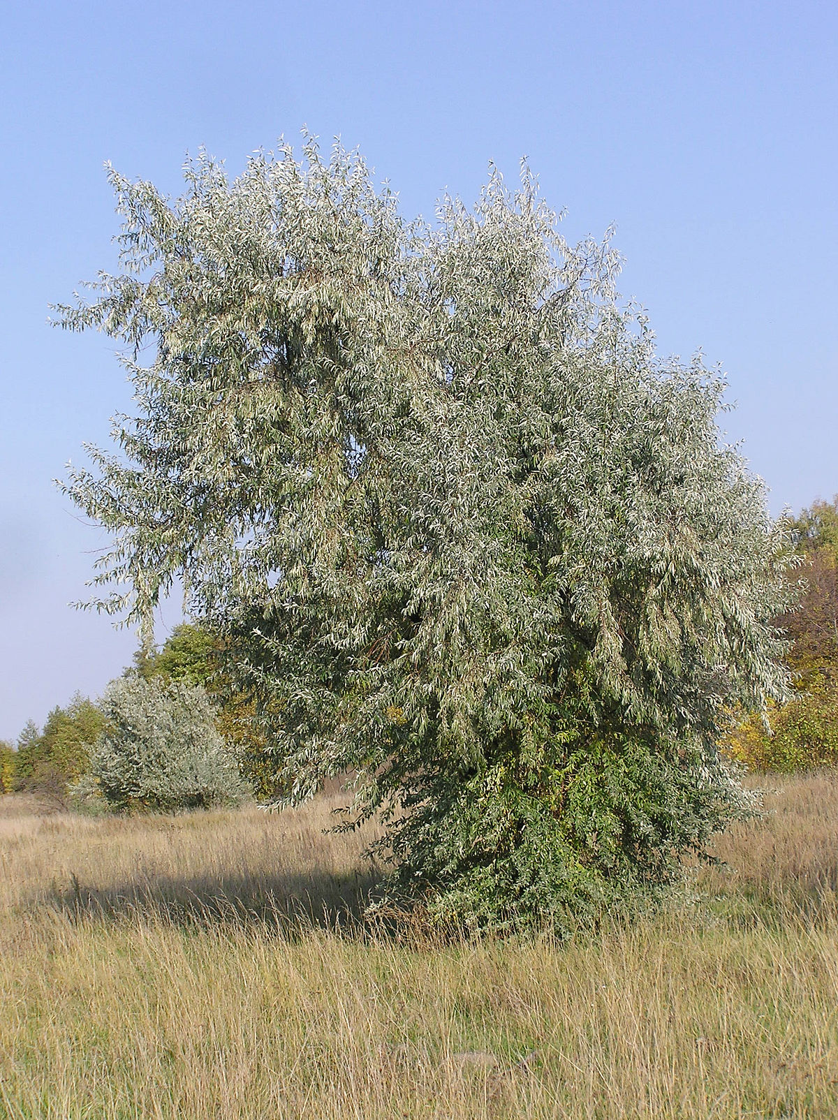  ezüstfa